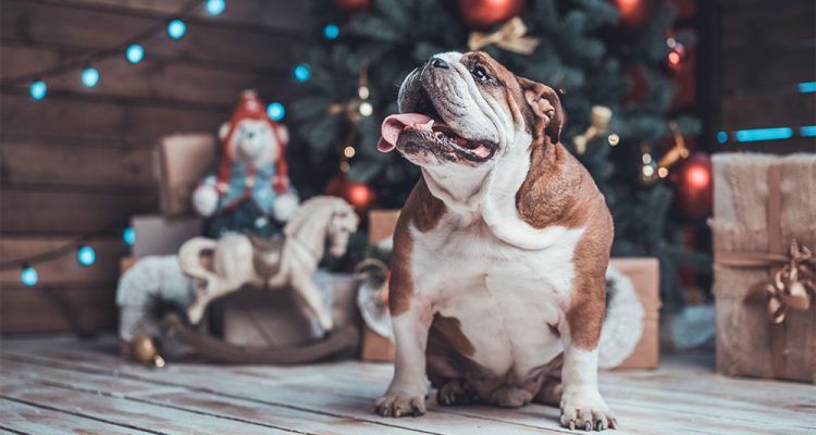‘Tis the Season to Wag