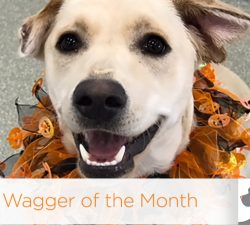 Wagger of the Month: Holly