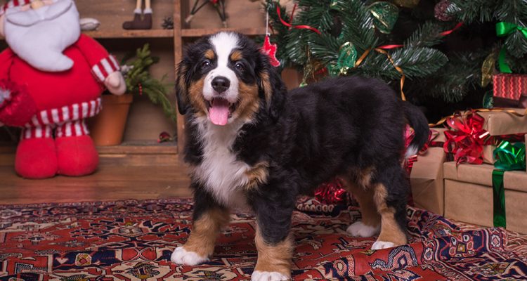 Wag Central’s Holiday Gift Guide