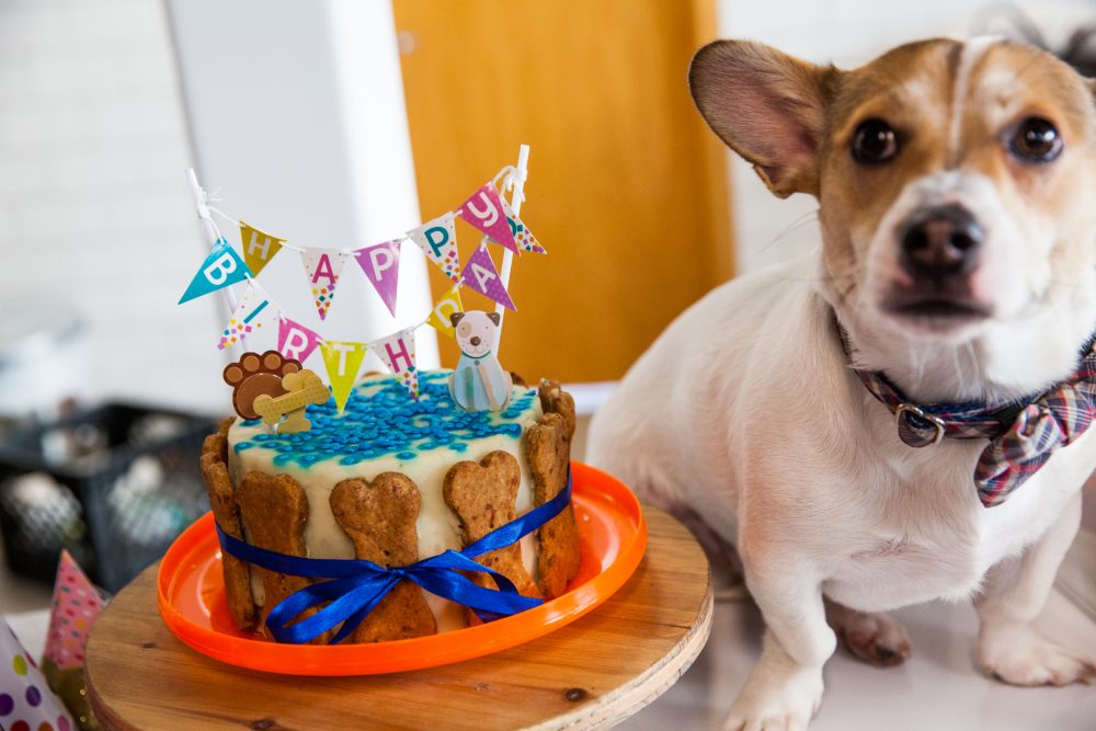 Wagger of the Month Butters Wag Central Dog Boarding, Daycare and