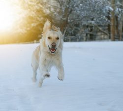 Winter Grooming Tips