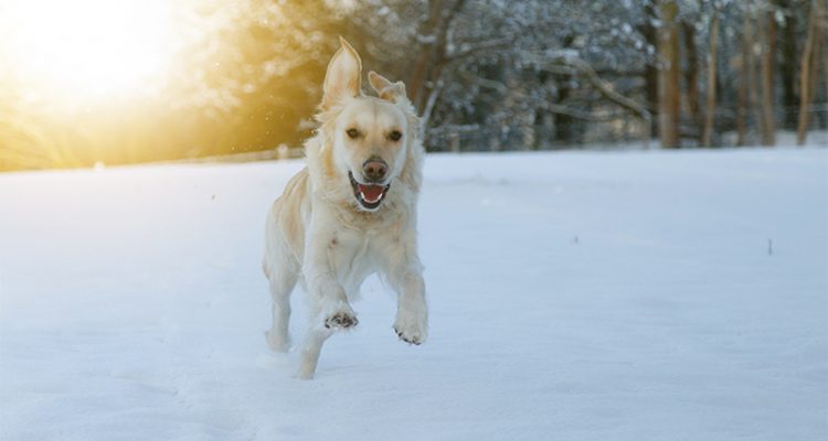 Winter Grooming Tips