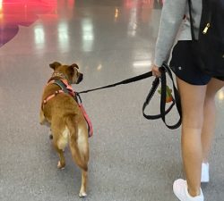 Preparing For Take-off With Your Pup!