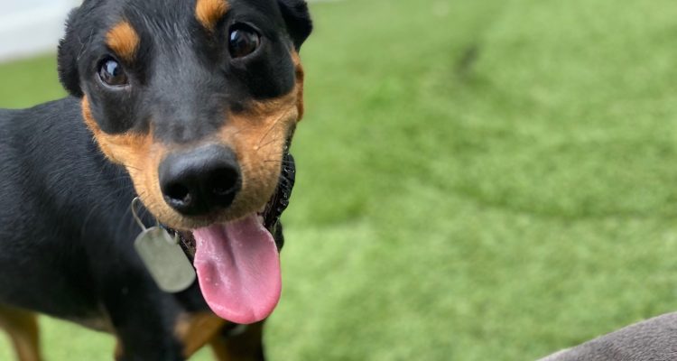 Puppy Nursery School