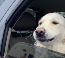 Riding In Cars With Pups