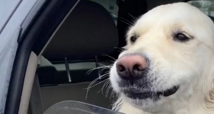 Riding In Cars With Pups