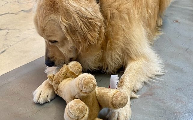 5 Reasons To Give Your Dog A Stuffy