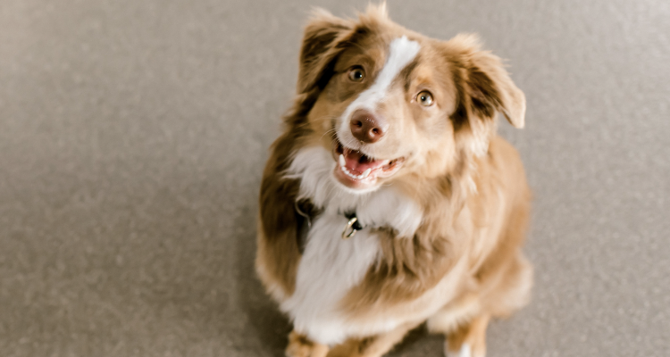 Qualities To Look For In A Dog Trainer